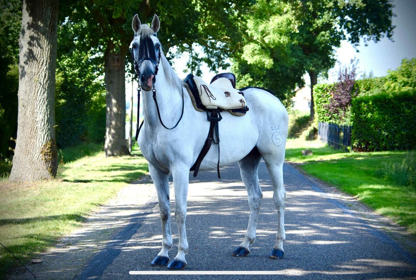 Buitenrit paardrijden